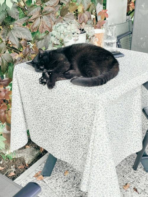 VEGANSKI KUHARSKI VEČERI