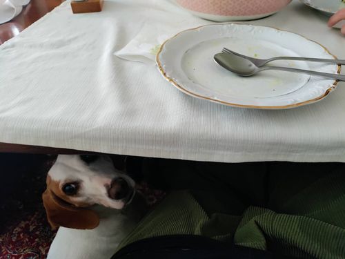 VEGANSKI KUHARSKI VEČERI