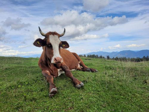Infokafana: Hajmo u planine! - Predstavitev Zveze svobodnih pastirjev